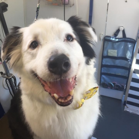 Happy Pups_102