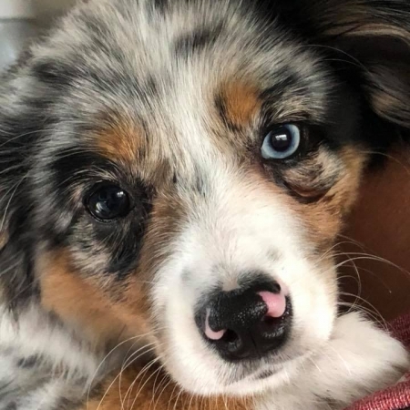 Happy Pups_104