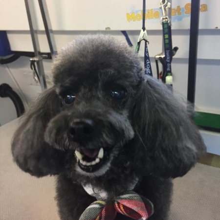 Happy Pups_13