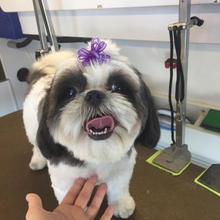 Happy Pups_31