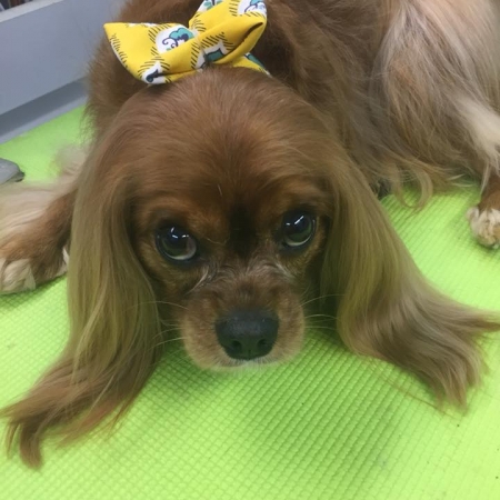 Happy Pups_36