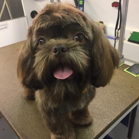 Happy Pups_37