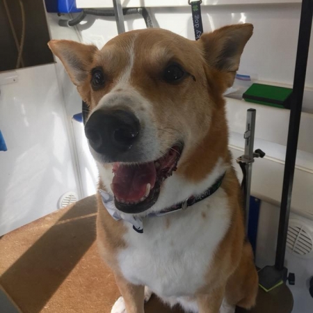 Happy Pups_45