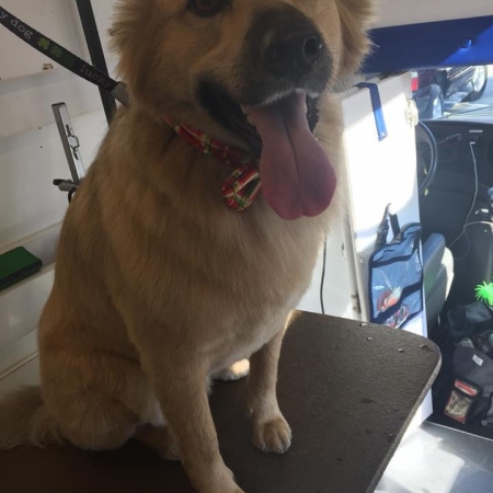 Happy Pups_46