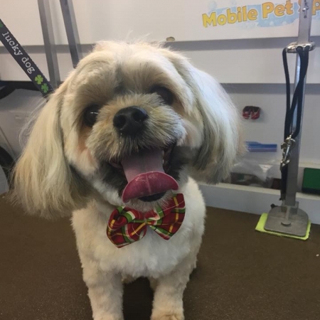 Happy Pups_51