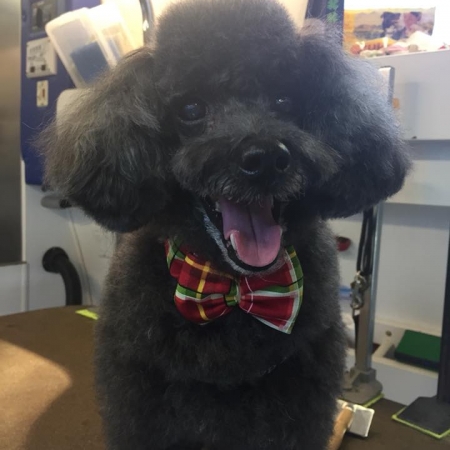Happy Pups_54