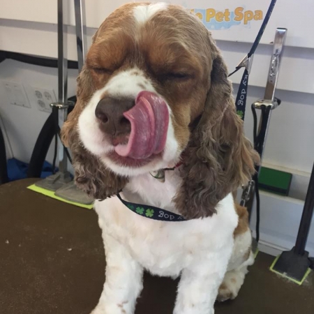 Happy Pups_55