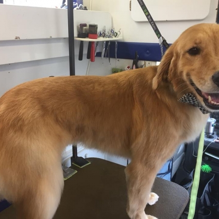 Happy Pups_68