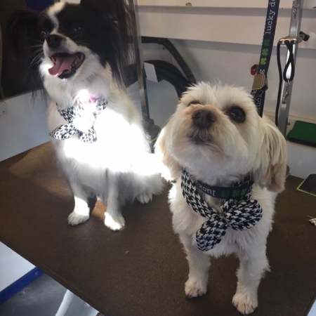 Happy Pups_70