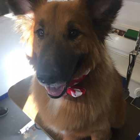 Happy Pups_77