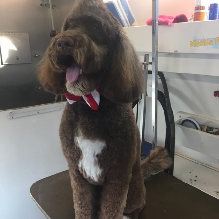 Happy Pups_78