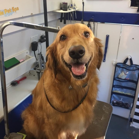 Happy Pups_79