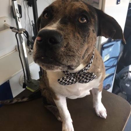 Happy Pups_81
