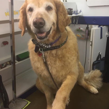 Happy Pups_82