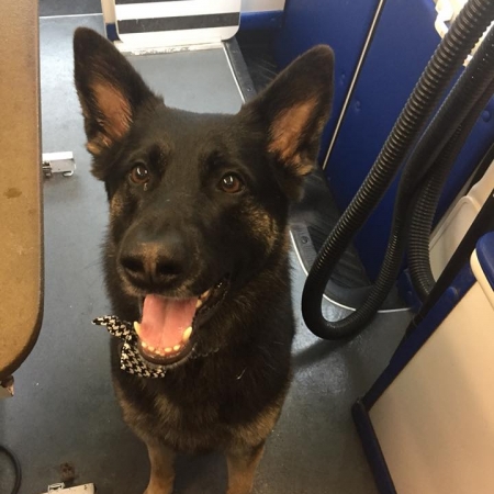 Happy Pups_83