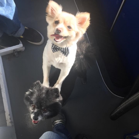 Happy Pups_87