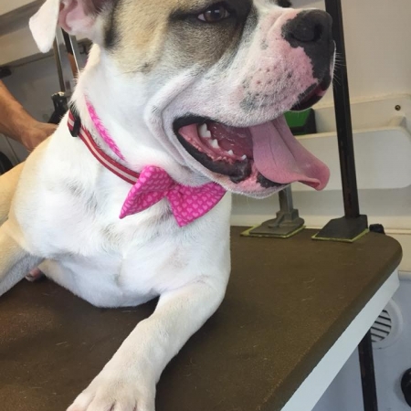 Happy Pups_96